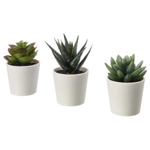Plastic pot succulents